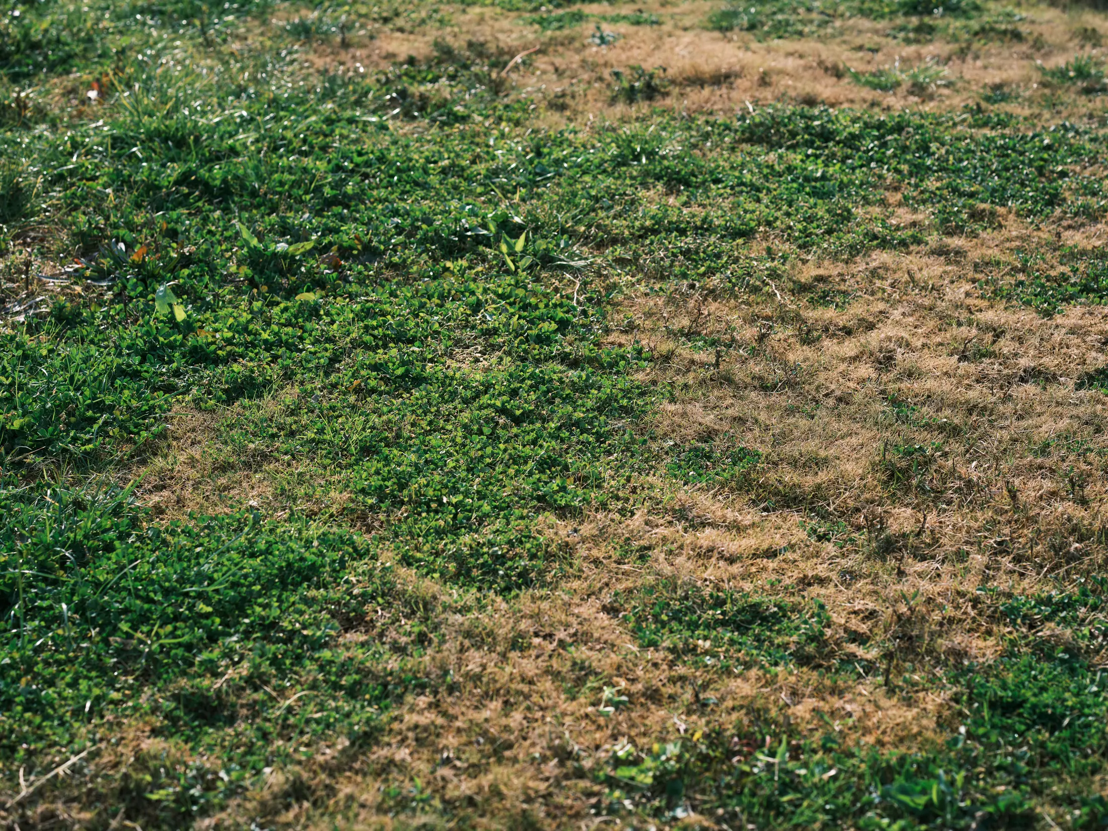Patch of dead, discolored grass mixed in with a healthy lawn — often the first visible sign of a struggling septic drain field